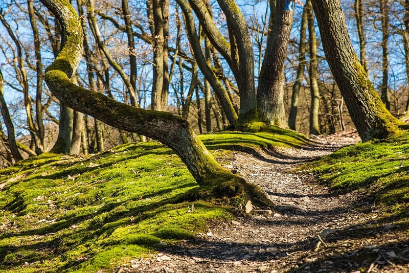 Mindful Walking Trail